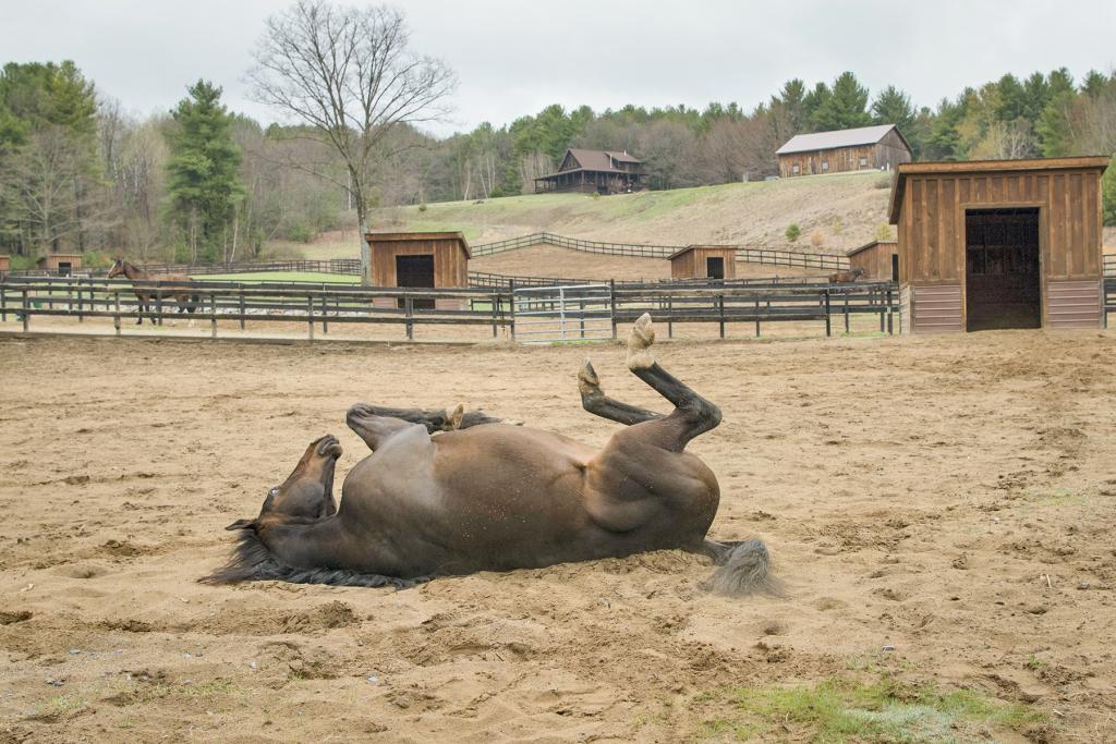 Roaring Lion rolls for fun at Cabin Creek. (Connie Bush)